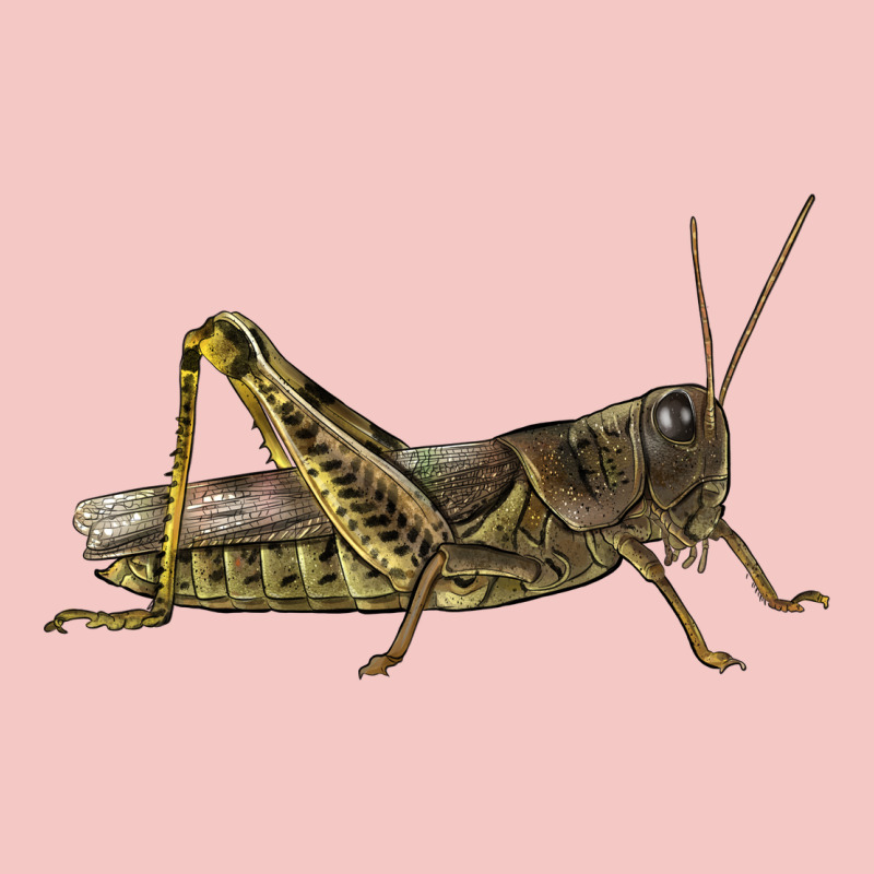 Grasshopper Urban Heavy Tee by LillyAllenDesigns | Teevron
