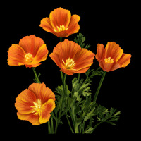 California Poppy Flower Heavy Core Tee | Teevron