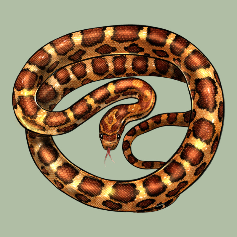 Corn Snake Illustrations Urban Heavy Tee by LillyAllenDesigns | Teevron