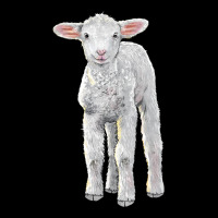 Merino Wool Baby Sheep Ladies Tee | Teevron