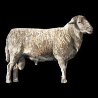 Katahdin Sheep Ladies Tee | Teevron