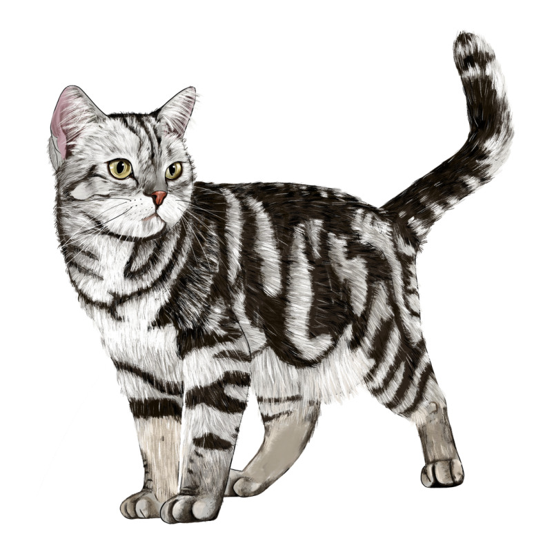 American Shorthair Cat Ladies Tee by LillyAllenDesigns | Teevron