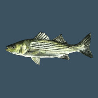Striped Bass Urban Heavy Tee | Teevron