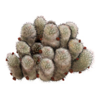brown flowered cactus | Teevron