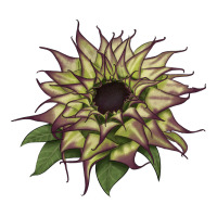 sun   fill purple sunflower | Teevron