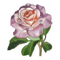 belinda's blush rose | Teevron