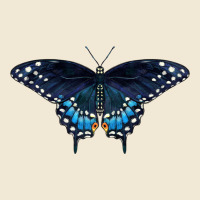 Black Swallowtail Butterfly Ladies Tee | Teevron