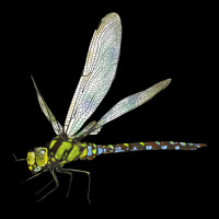 Blue And Yellow Dragonfly Ladies Tee | Teevron