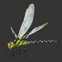 Blue And Yellow Dragonfly | Teevron