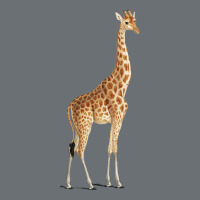 Giraffe Premium Hoodie | Teevron