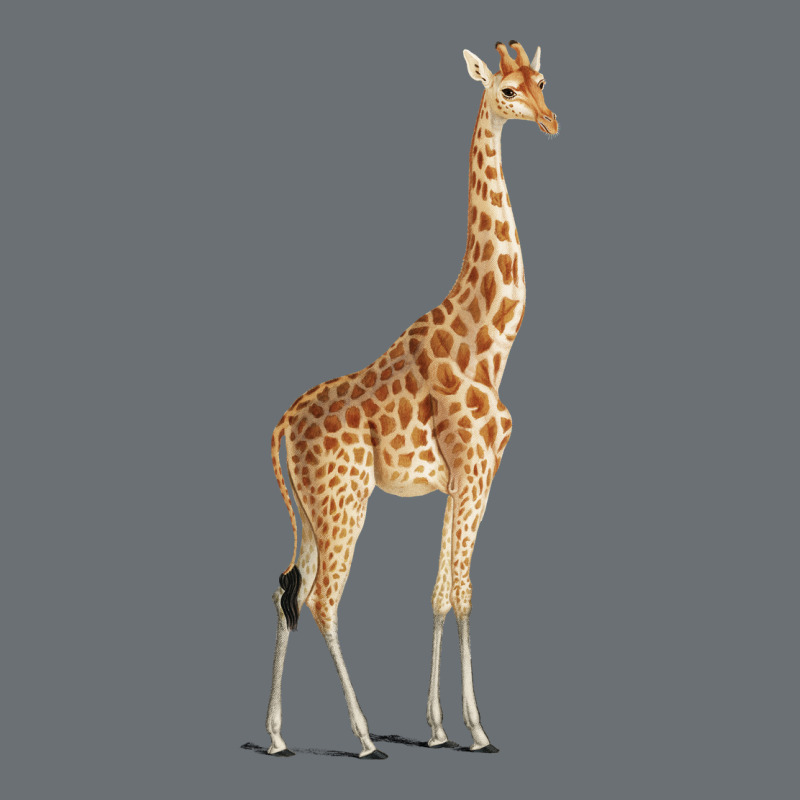 Giraffe Premium Hoodie by artisFamous | Teevron