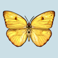 Cloudless Sulphur Butterfly Ladies Tee | Teevron