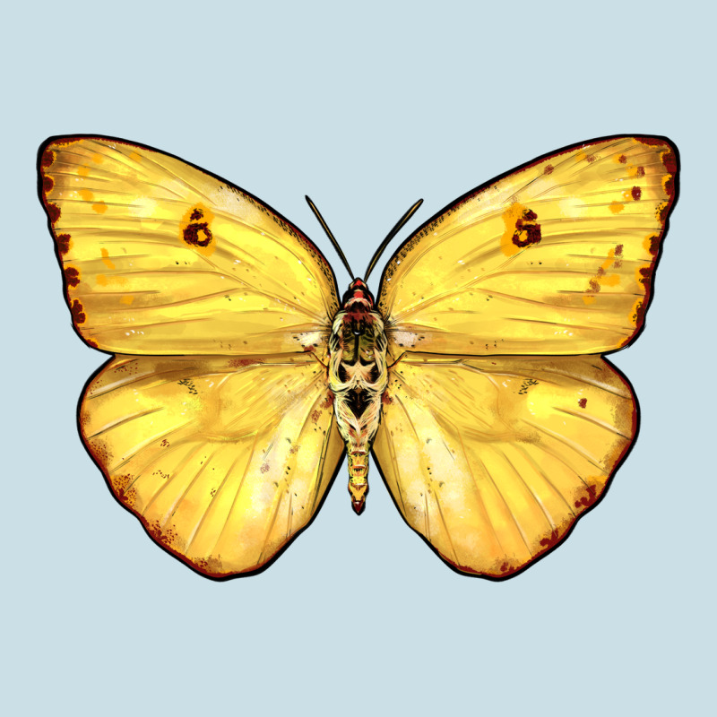 Cloudless Sulphur Butterfly Ladies Tee by LillyAllenDesigns | Teevron