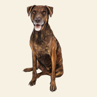 Plott Hound Vintage Tee | Teevron