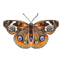 Common Buckeye Butterfly | Teevron