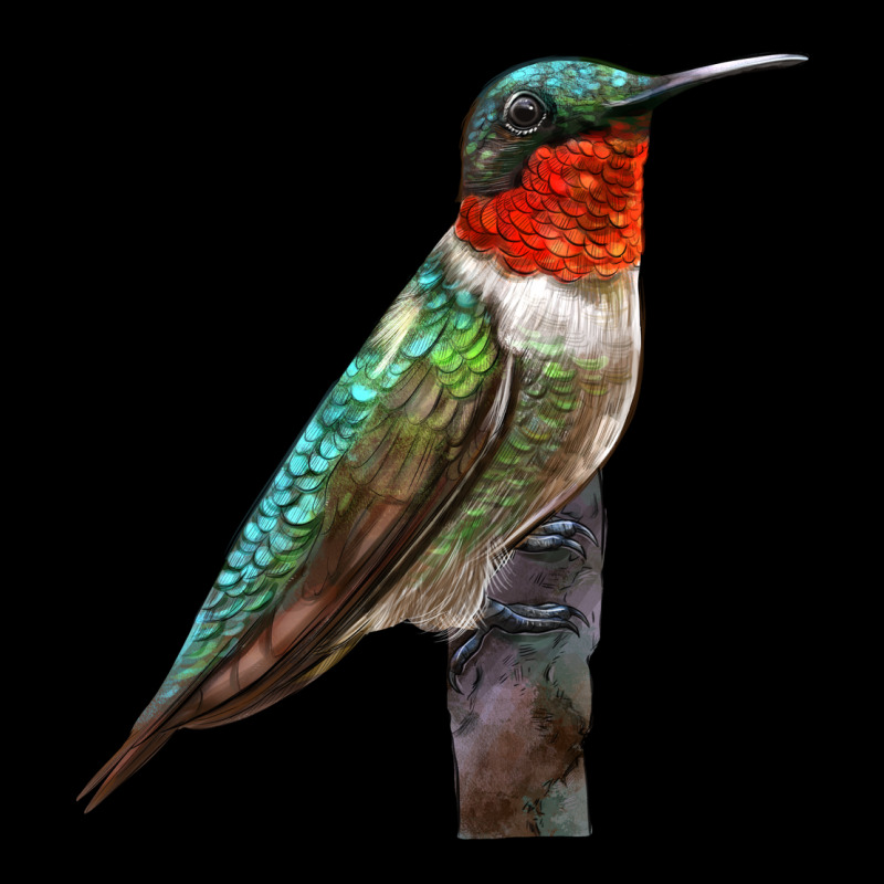 Ruby Throated Hummingbird Bird Ladies Tee by LillyAllenDesigns | Teevron
