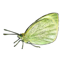Cabbage White Butterfly Ladies Tee | Teevron
