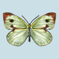 Cabbage Butterfly Ladies Tee | Teevron