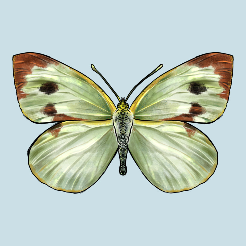 Cabbage Butterfly Ladies Tee by LillyAllenDesigns | Teevron
