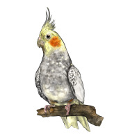 Cocktail Parrot | Teevron