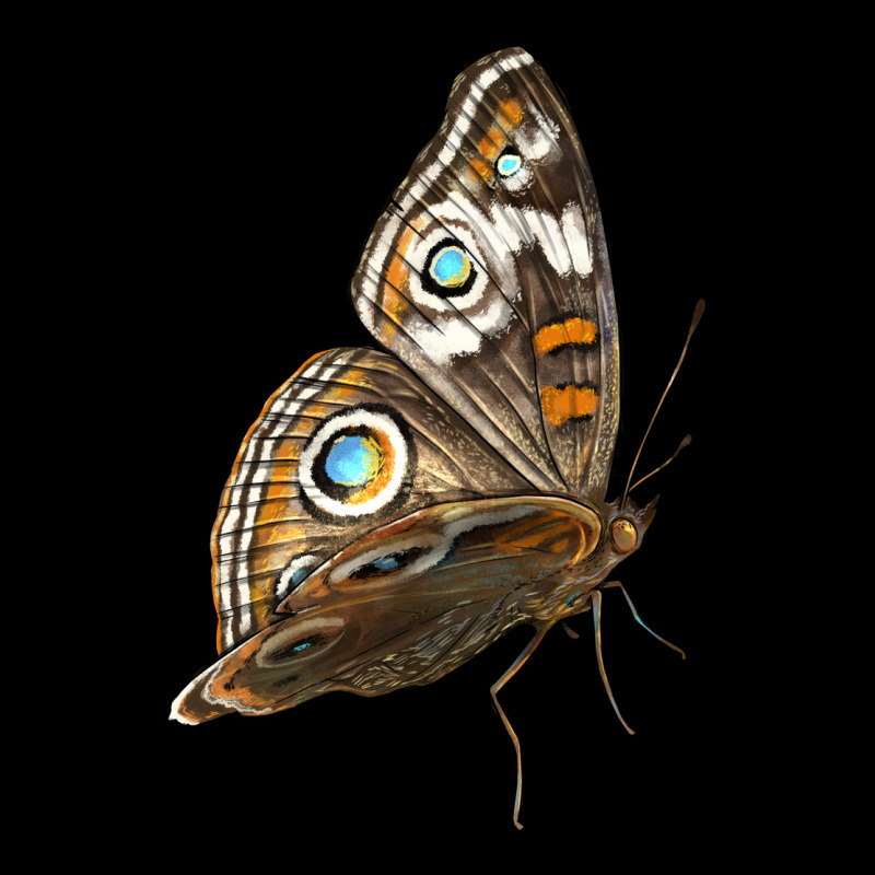 Flying Common Buckeye Butterfly Ladies Tee by LillyAllenDesigns | Teevron