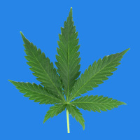 Weed Leaf Premium Hoodie | Teevron
