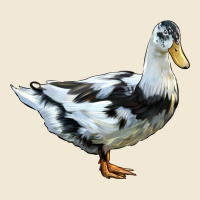 Ancona Duck Ladies Tee | Teevron