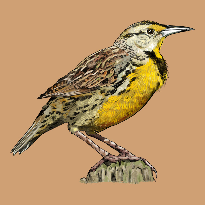 Western Meadowlark Vintage Tee by LillyAllenDesigns | Teevron