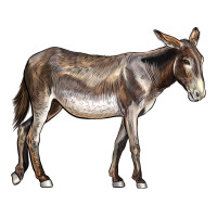 American Mammoth Jackstock Donkey Ladies Tee | Teevron