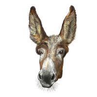 american mammoth jackstock donkey  face | Teevron