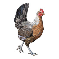 American Game Chicken | Teevron