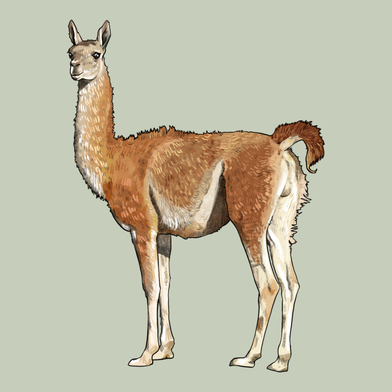Guanaco Llama Ladies Tee by LillyAllenDesigns | Teevron
