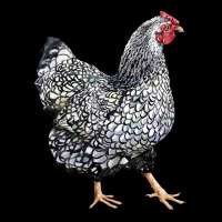 Wyandotte Chicken Ladies Tee | Teevron