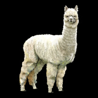 Alpaca Ladies Tee | Teevron