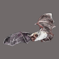 Mexican Free Tailed Bat Urban Heavy Tee | Teevron