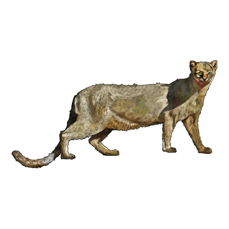 Jaguarundi Ladies Tee by LillyAllenDesigns | Teevron