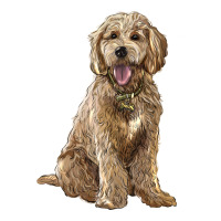 goldendoodle | Teevron