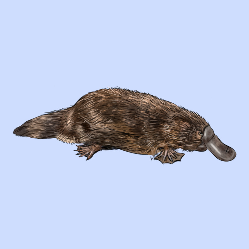 Platypus Urban Heavy Tee by LillyAllenDesigns | Teevron