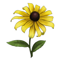 Black Eyed Susan Flower Illustrations | Teevron