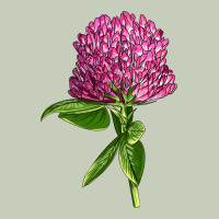 Red Clover Illustrations Ladies Tee | Teevron