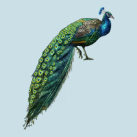 Peacock Ladies Tee | Teevron