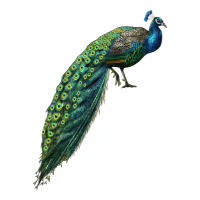Peacock | Teevron