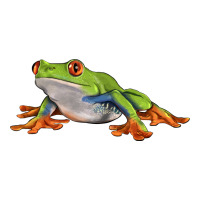 red eyed tree frog | Teevron