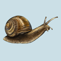 Snail Ladies Tee | Teevron