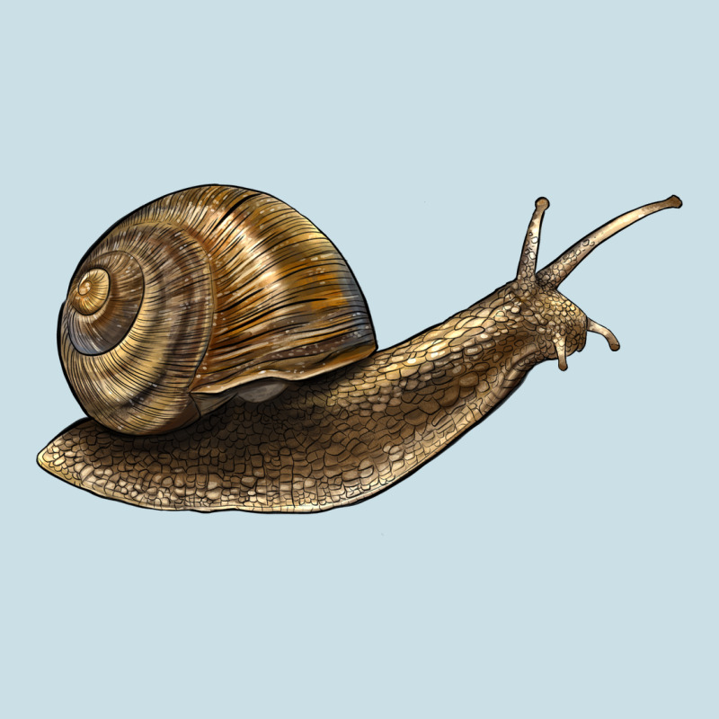 Snail Ladies Tee by LillyAllenDesigns | Teevron
