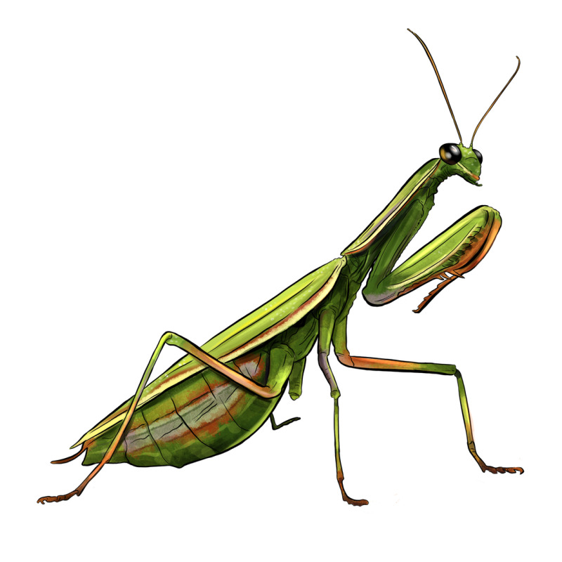 Mantis Ladies Tee by LillyAllenDesigns | Teevron