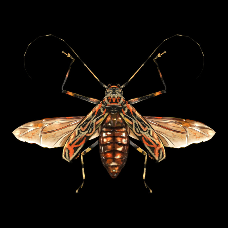 Acrocinus Beetle With Wings Ladies Tee by LillyAllenDesigns | Teevron
