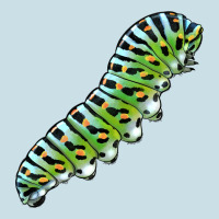 Papilio Machaon Caterpillar Ladies Tee | Teevron