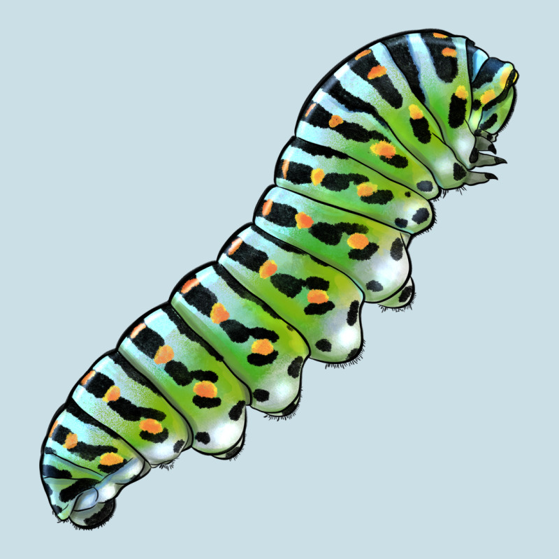 Papilio Machaon Caterpillar Ladies Tee by LillyAllenDesigns | Teevron