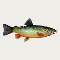 Greenback Cutthroat Trout Fish Zipper Hoodie | Teevron